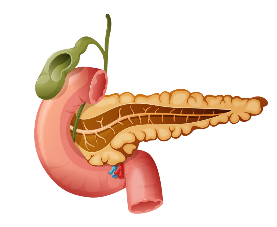HPB Surgery Anatomy