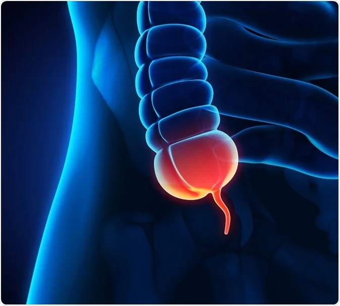 Appendix Anatomy and Pathology