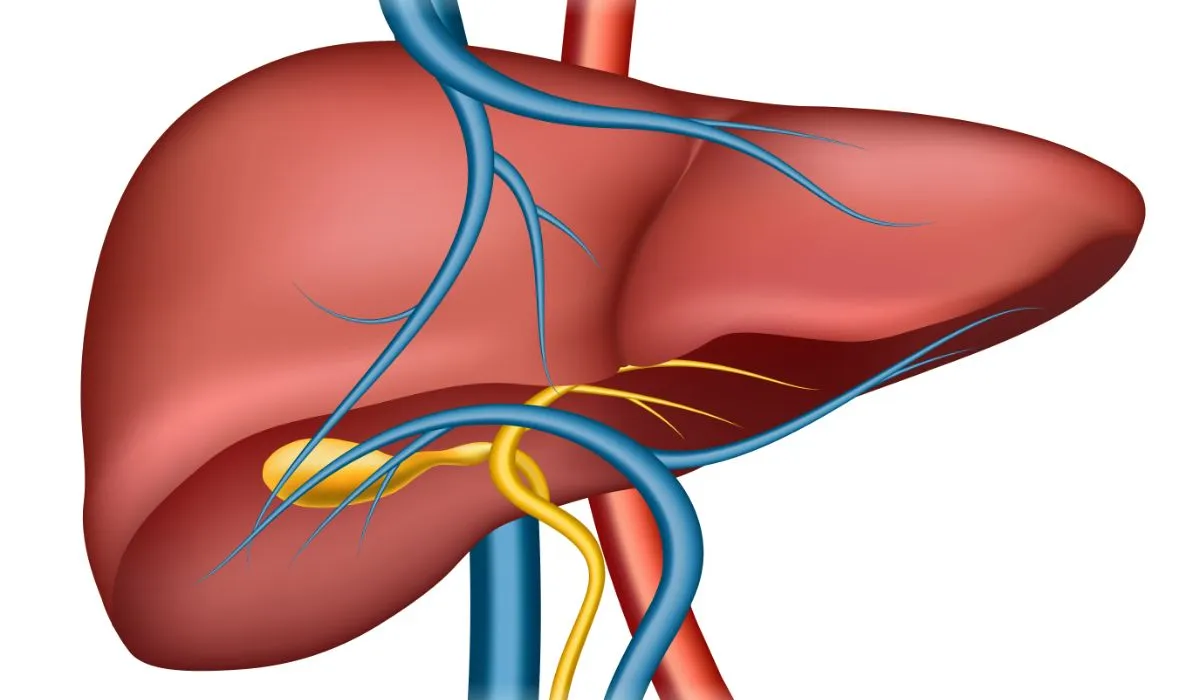 Gallbladder Cancer Anatomy